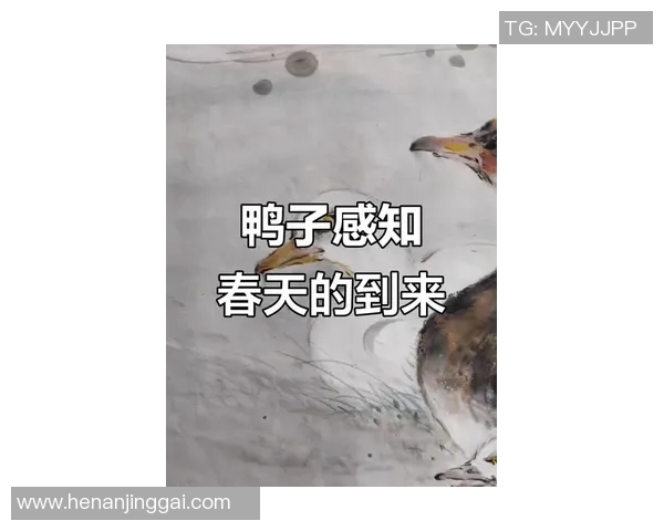 姚明在湖边静观鸭子嬉戏，感悟人生哲理与自然和谐之美